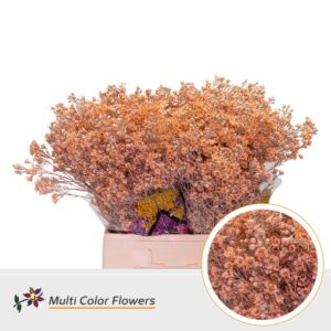 Wax Apricot – 70cm