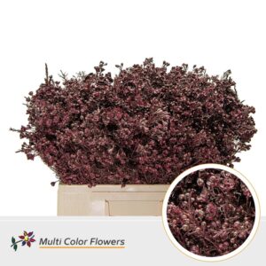 Wax Bordeaux – 60cm