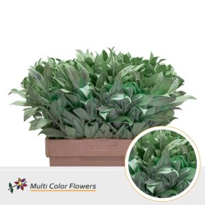 Laurier Frost Mint – 60cm