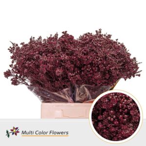 Wax Bordeaux – 70cm