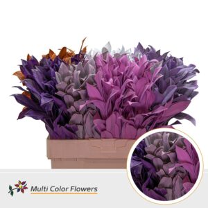 Laurier Frost Mix – 60cm