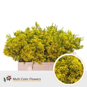 Wax Geel – 60cm
