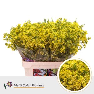 Wax Geel – 80cm