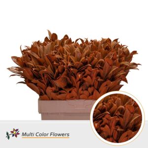 Laurier Frost oranje – 60cm