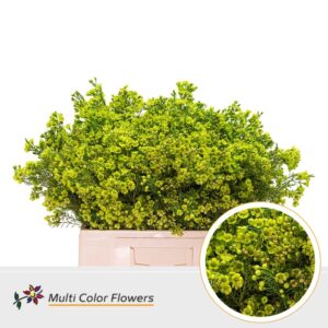 Wax Groen appel – 60cm