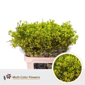 Wax Groen appel – 80cm