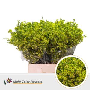 Wax Groen appel – 70cm