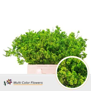 Wax Groen donker – 60cm