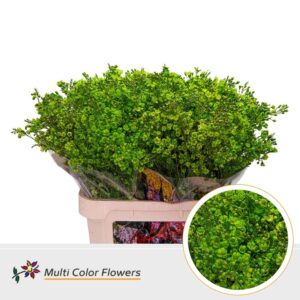 Wax Groen donker – 80cm