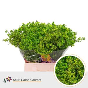 Wax Groen donker – 70cm