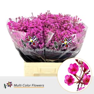 Wax Hot Pink – 60cm