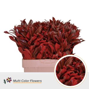 Laurier Frost Rood – 60cm