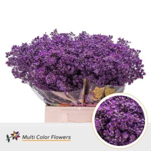 Wax Lila donker – 70cm