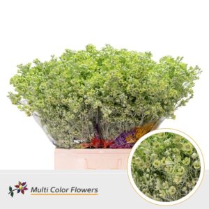 Wax Mint – 60cm