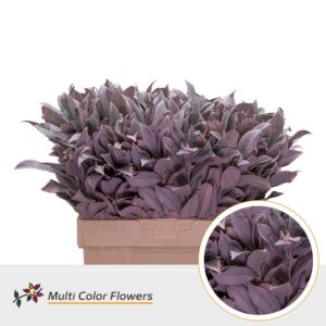 Laurier Frost rose – 60cm