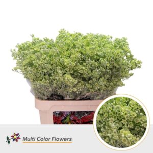 Wax Mint – 80cm