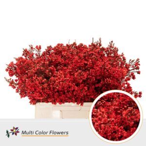 Wax Rood – 60cm