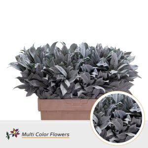 Laurier Frost wit – 60cm
