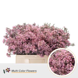 Wax Rose nieuw – 60cm