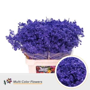 Wax Violet donker – 80cm