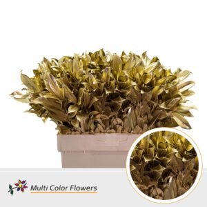 Laurier Goud – 60cm