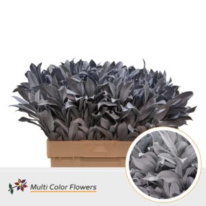 Laurier Grijs – 60cm