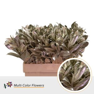 Laurier Platina – 60cm