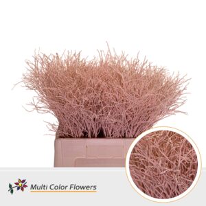 Heidelbeer Apricot – 60cm