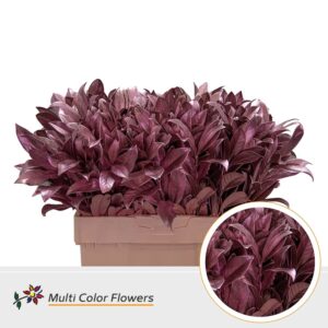 Laurier Rose Goud – 60cm