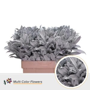 Laurier Wit – 60cm