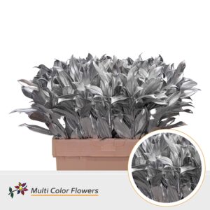 Laurier Zilver – 60cm