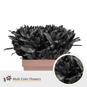 Laurier Zwart – 60cm