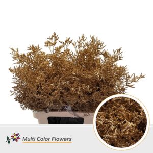 Limonium Antique – 70cm