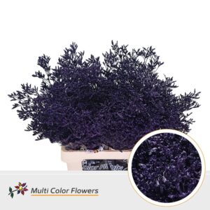 Limonium Aubergine – 70cm