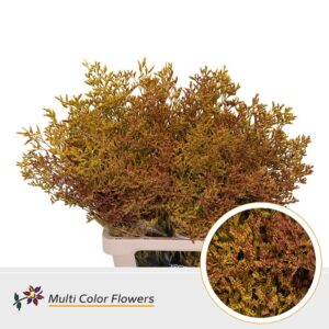 Limonium Autumn – 70cm