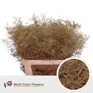 Limonium Beltlaard Antique – 90cm