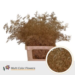 Limonium Beltlaard Antique – 70cm