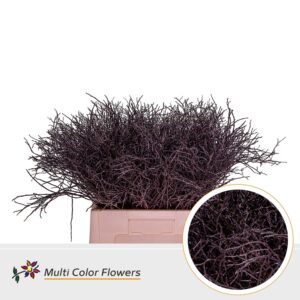 Heidelbeer Aubergine – 60cm