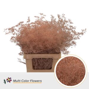Limonium Beltlaard Apricot – 70cm