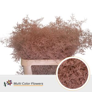 Limonium Beltlaard Apricot – 90cm