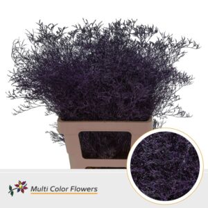 Limonium Beltlaard Aubergine – 70cm