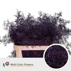 Limonium Beltlaard Aubergine – 90cm