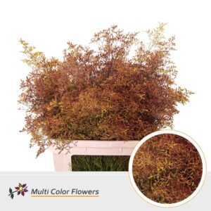 Limonium Beltlaard Autumn – 90cm