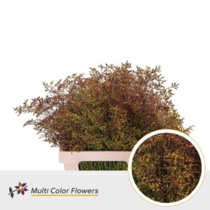 Limonium Beltlaard Autumn – 70cm