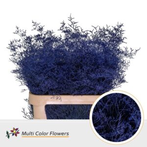 Limonium Beltlaard Blauw donker – 90cm