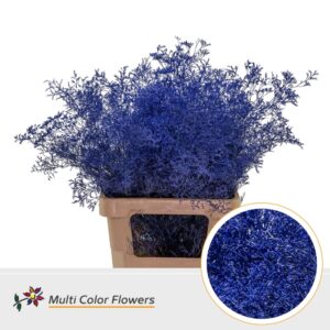 Limonium Beltlaard Blauw donker – 70cm