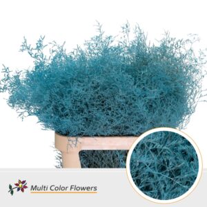 Limonium Beltlaard Blauw licht – 90cm