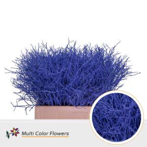 Heidelbeer Blauw donker – 60cm