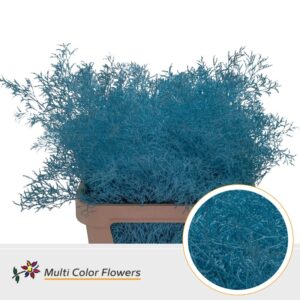 Limonium Beltlaard Blue Ice – 90cm