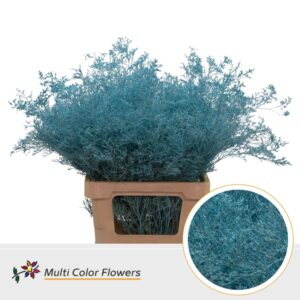 Limonium Beltlaard Blue Ice – 70cm